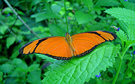 Dryas Julia (Orange Julia)